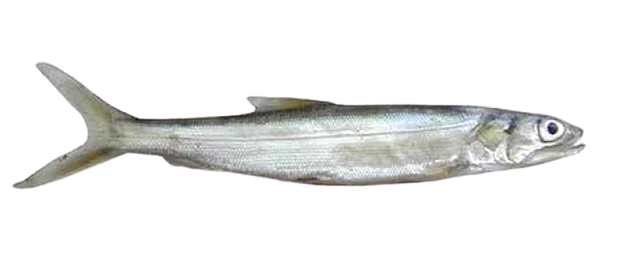 Lady Fish (Sillago soringa)